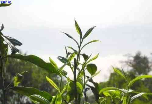 明前古树普洱茶：岁月沉淀的味道，品鉴云南的独特魅力