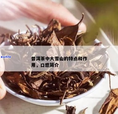 新探究普洱大雪山茶的品质、口感以及适用场合