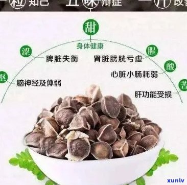 辣木籽普洱茶的多重功效及其在健领域的应用