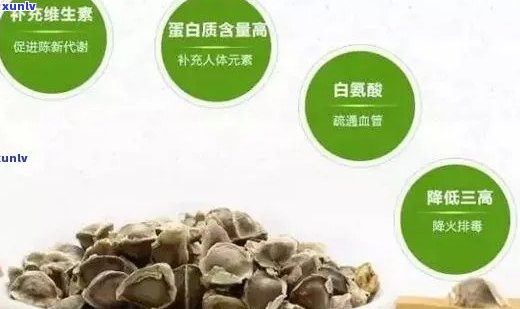 辣木籽普洱茶的全面解析：功效、禁忌与注意事项，解答用户所有疑问