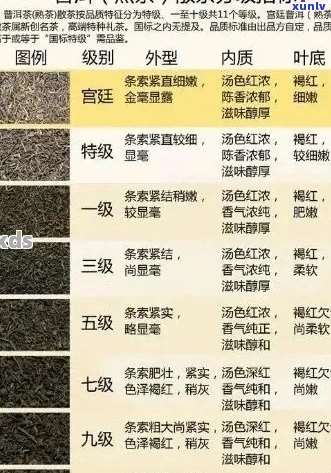 全面解析新益号普洱茶系列：品质排名、口感对比、适合人群与泡法指南