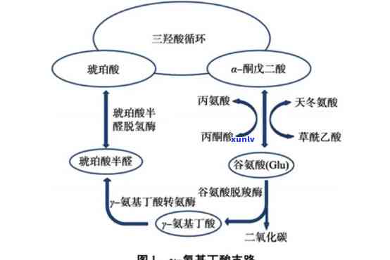 揭秘伽马氨基丁酸的作用机理及其在生理、心理和神经科学中的重要性