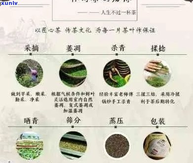 全面对比：哪家普洱茶品质优良且价格合理？