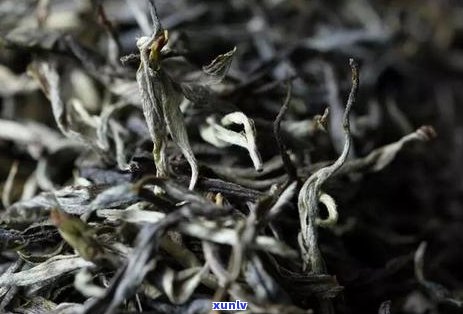 全方位比较：寻找普洱茶十大厂家，了解哪家品质更佳