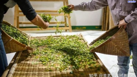 普洱茶 *** 工艺：萎凋时间与标准的探讨