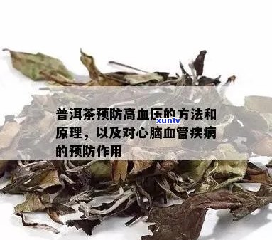 普洱茶对高血压的益处及其预防和治疗作用：一个全面的指南