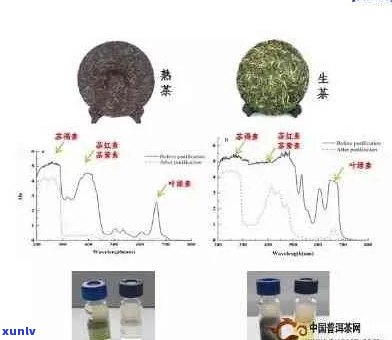 普洱茶对高血压患者的益处与潜在风险：一项全面分析