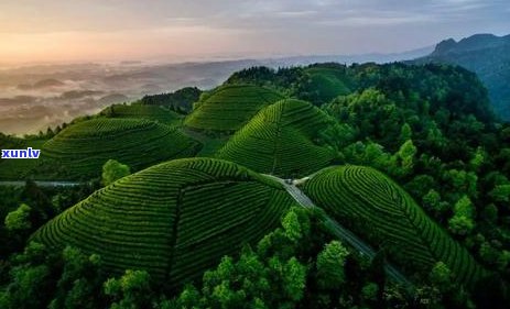 新优质富硒普洱茶在哪些商店或 *** 平台有售？