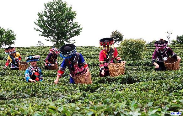 裕茶业的滇九号普洱茶和农业科技品质优良