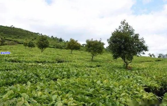 裕茶业的滇九号普洱茶和农业科技品质优良