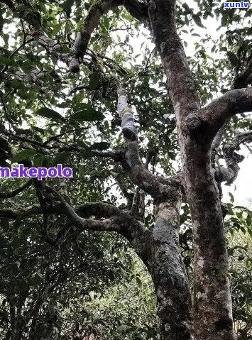 普洱茶帕卡的含义及其在茶文化中的作用：探索中国普洱茶的独特魅力