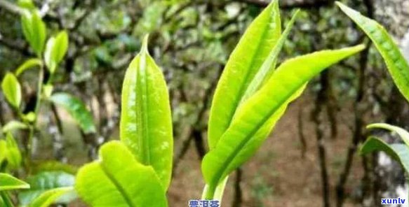 大叶种普洱茶的全面功效与作用解析：如何改善健、消化和生活方式？