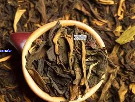 什么是大叶种普洱茶的特点与区别：深入解读这种独特的茶叶