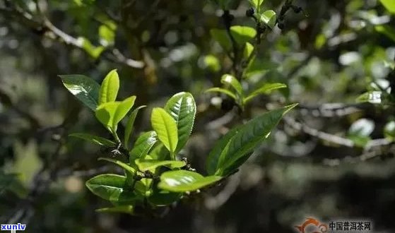 什么是大叶种普洱茶的特点与区别：深入解读这种独特的茶叶