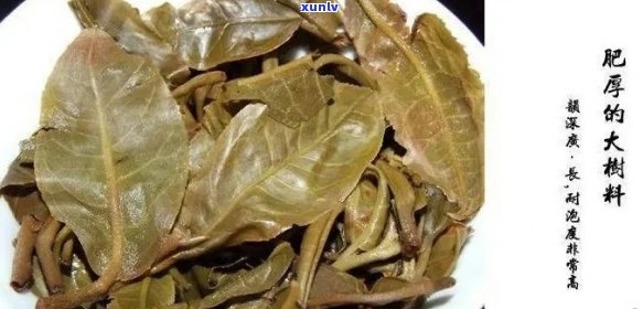 大叶种茶与普洱茶：品种、 *** 工艺与口感的全面对比