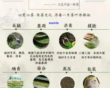 大叶种茶与普洱茶：品种、 *** 工艺与口感的全面对比