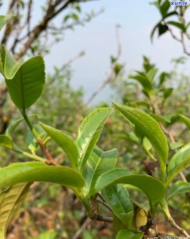 大叶种普洱生茶润易制，芽头稀少是否意味着优质？