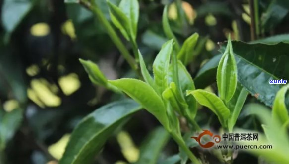 大叶种普洱生茶润易制，芽头稀少是否意味着优质？