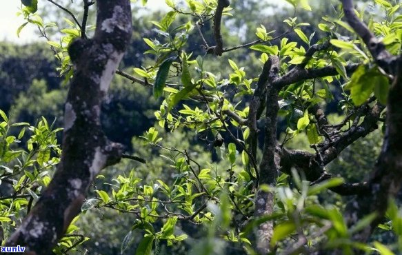 源自云南大叶种普洱茶，滋味浓醇厚的茶艺享受