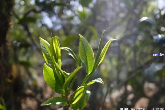 源自云南大叶种普洱茶，滋味浓醇厚的茶艺享受