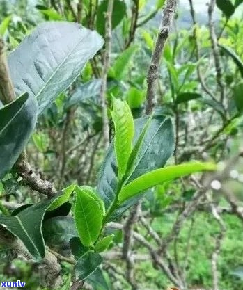 大叶种普洱茶的功效