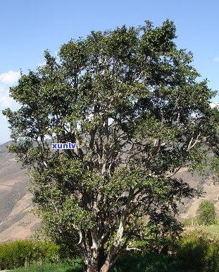 第三届普洱茶评比大赛：名山古树、巅峰对决、权威认证、品茗会