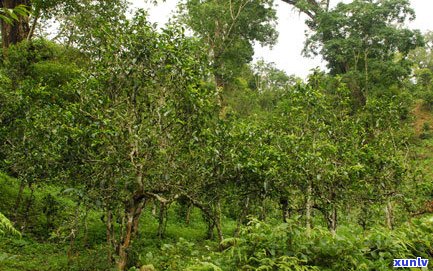 第三届普洱茶评比大赛：名山古树、巅峰对决、权威认证、品茗会