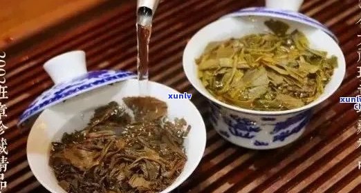 普洱茶：厚德载物的品鉴、功效与选购指南