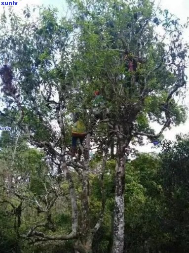 新 易武茶区珍贵古树普洱茶的深度解析与品鉴