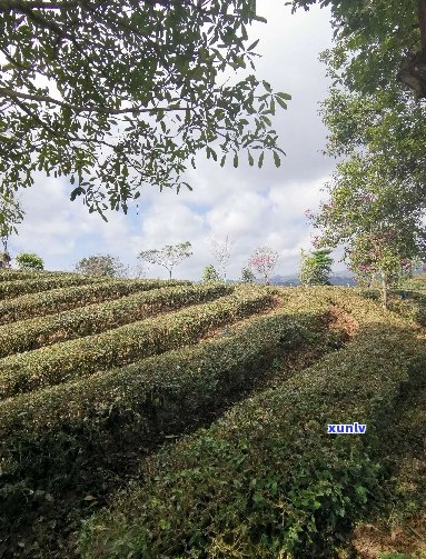 杭州普洱茶场