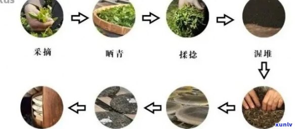 从茶树到茶杯：揭秘普洱茶的精手工 *** 工艺