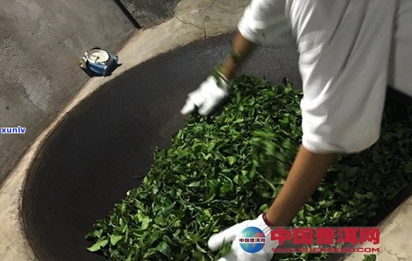 从茶树到茶杯：揭秘普洱茶的精手工 *** 工艺