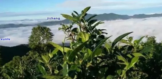 普洱茶基地：从种植到品鉴，全面了解普洱茶的产区、工艺和口感体验