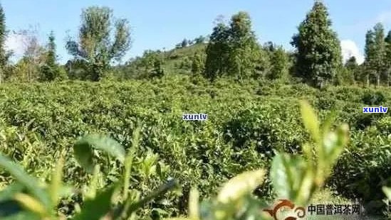 普洱茶基地：从种植到品鉴，全面了解普洱茶的产区、工艺和口感体验