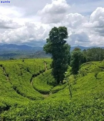 普洱茶基地：从种植到品鉴，全面了解普洱茶的产区、工艺和口感体验