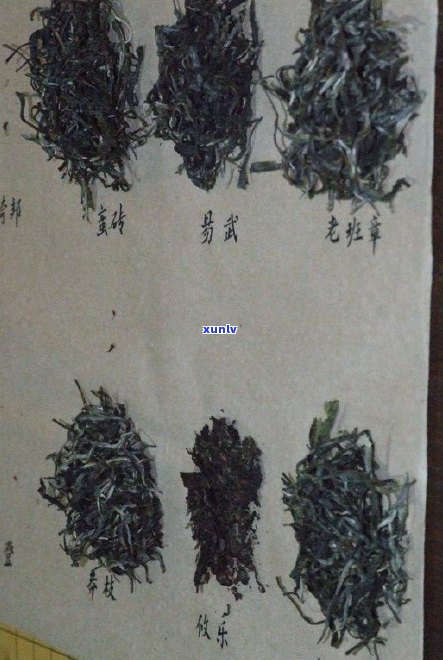 探寻中国普洱茶之一村：一个传统茶叶文化的诞生地