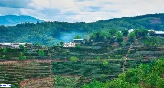 普洱茶基地：从种植到品鉴，全面了解普洱茶的产区、工艺和口感体验