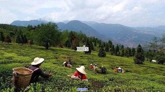 普洱茶基地：从种植到品鉴，全面了解普洱茶的产区、工艺和口感体验