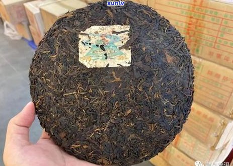 探寻中国普洱茶之一村：一个传统茶叶文化的诞生地