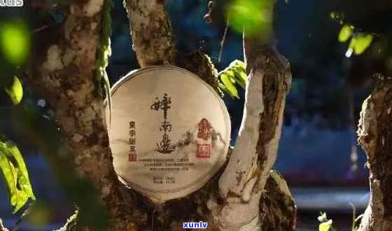 云南十八怪普洱茶：探寻古树韵味与茶文化精髓的神秘之饮