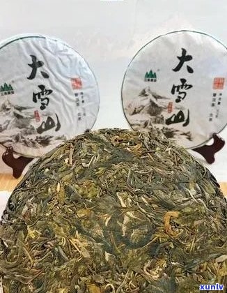 大雪山普洱茶：品质、口感与陈化潜力分析