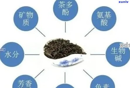 转化能力强的普洱茶品种及特点：哪些和品种更优秀？