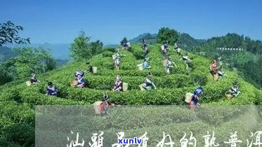 汕头普洱茶场