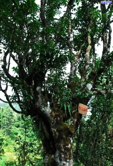 云南普洱茶库圣韵：古树茶香，茶马古道，勐库印象