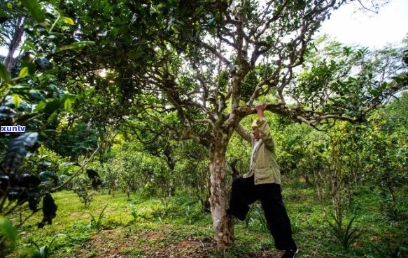 云南普洱茶库圣韵：古树茶香，茶马古道，勐库印象