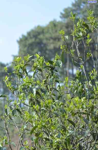 普洱茶山头坝糯藤茶