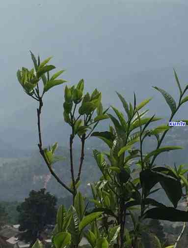 普洱茶山头坝糯藤茶