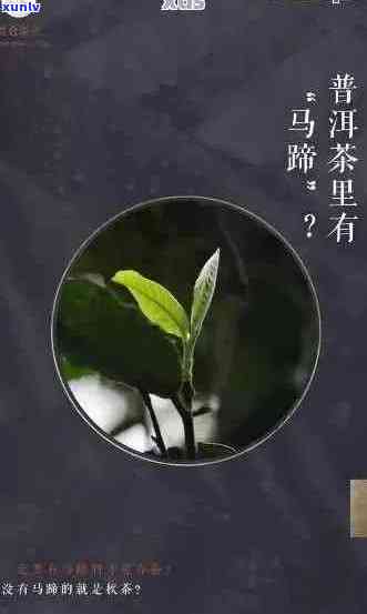 新 普洱茶中的独特魅力：马蹄元素的深度解析