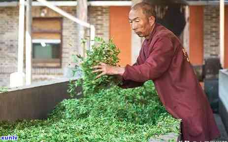 普洱茶：时间的艺术，年份决定品质？陈年普洱茶的魅力与口感探讨