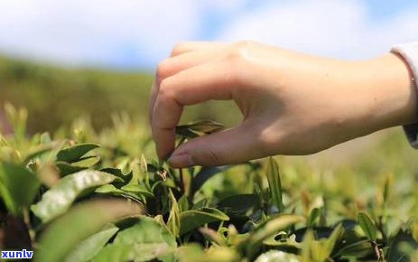 普洱茶拼配艺术：技巧、 *** 与实战案例解析，让你轻松掌握茶叶调和的精髓